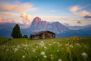 奥蒂塞伊Sule Hof Agriturismo的山中花田中的旧小屋