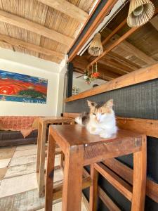 帕洛米诺Casa Kai的坐在木桌边的猫