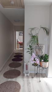 米什科尔茨Green Dream Apartment Szaunával的走廊上铺着地毯和植物