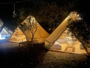 卡萨米尔Garden Lake Camping的几个帐篷在晚上在田野里