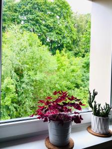 特拉凯Comfy classic apartment in Trakai的两盆植物坐在窗台上
