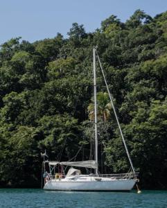 阿布拉奥Alojamiento en Velero Ilha Grande的水中一艘有树木的帆船