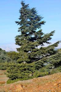 塔扎Gîte Dayet Chiker的山顶上一棵大松树