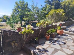 San AndrésCasa Rural Amapola的石墙上种有盆栽植物的花园