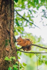 萨潘贾Phalesia Glamping Otel的松鼠坐在树枝上