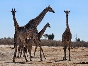 ChobeXhabe Safari Lodge Chobe的一群长颈鹿站在一个田野里