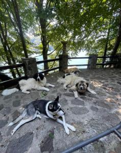 阿雷富Pensiunea Lac的围栏旁边放着三只狗