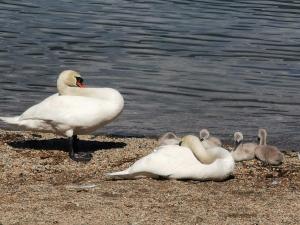 Bolzano NovareseLa baia d'acquadolce的湖岸上的天鹅家族