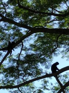 La GuayraPuntita Manzanillo, fantastic sea and jungle retreat的坐在树枝上的一个猴子
