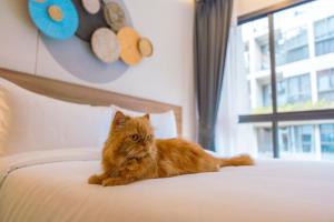 普吉镇HOMA Phuket Town的一只橙色的猫躺在床上