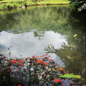 卡利Sapiens house "cabaña del lago"的水里一个池塘,上面有红花