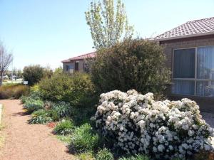 堪培拉Entire 2BR sunny house @Franklin, Canberra的房屋前的白色花丛