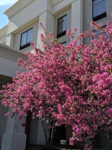 西切斯特辛辛那提联盟中心汉普顿酒店及套房的一座建筑物前有粉红色花的树