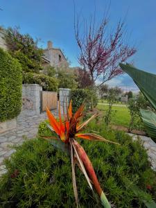 阿里奥波利斯Achelatis Traditional Guest Houses的花园中的花,房子的背景