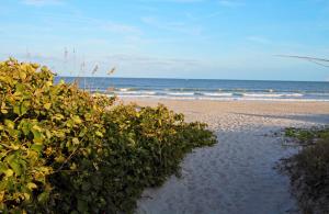 可可比奇可可海滩汉普顿酒店的一片灌木丛和大海的海滩