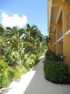 基拉戈基拉戈希尔顿恒庭酒店的棕榈树建筑旁的走道