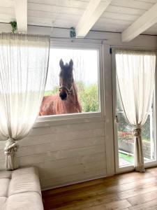 阿尔贝罗贝洛米莱拉住宿加早餐酒店的看房子窗户的马