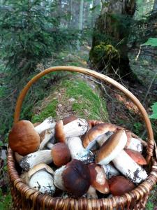 莫雷泰Poilsis Dumblio telmologiniame draustinyje的树林里满是蘑菇的篮子