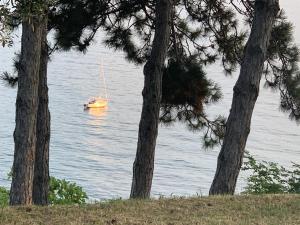 安卡兰Hiška on the cliff的两棵树在水中航行的帆船