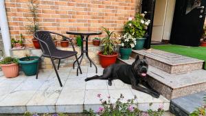 马钦加里Dato's GuestHouse的一只黑狗躺在桌子和椅子旁边
