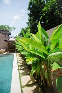金巴兰Donguri House Bali的游泳池旁的一排植物