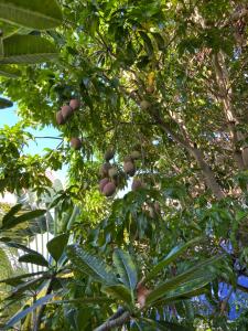 珀拉什奇亚Anda Di Hows Hostel的有一棵树,上面有一大堆水果