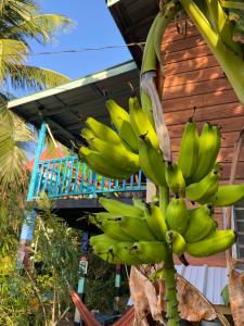 珀拉什奇亚Anda Di Hows Hostel的挂在树上的一束香蕉