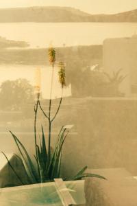 卡拉法蒂斯The Wild by Interni的黄花坐在桌子上的植物