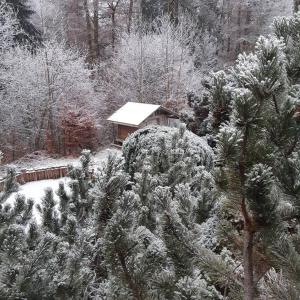 Arâches-la-FrasseChalet de Creytoral的一片雪覆盖的森林,后方有一座房子