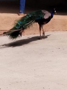auberge yeswal aoulad yaakoube的一只孔雀尾巴在地上行走