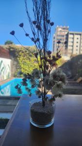 萨尔塔Pachá Hostel Backpack的坐在桌子上的玻璃锅里的植物