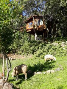新彼得罗波利斯Eco Aldeia的两只羊在房子前面的草上放牧