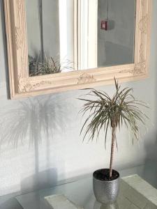 马尔杜HOSTEL/HOTELL 3A的坐在镜子前桌子上的盆栽植物