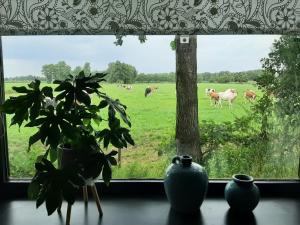 GeesterenPak oe rust, bij stacaravan Busscher的享有牛场景致的窗户