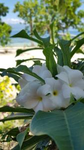 Pulau MansuarAmoryg Resort and Dive Raja Ampat的树上一束白色的花
