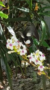 Pulau MansuarAmoryg Resort and Dive Raja Ampat的一只蝴蝶坐在花丛中