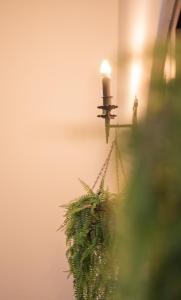 圣何塞卡萨克隆旅馆的植物间的蜡烛