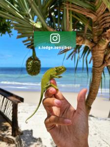 吉汶瓦Z-Lodge Zanzibar的海滩前持蜥 ⁇ 的人
