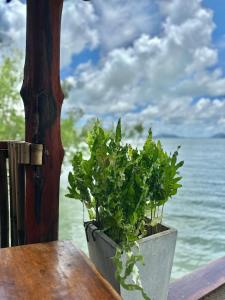 高兰Lanta Sabai Day House的水边桌子上的一个盆栽植物