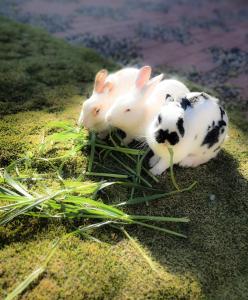 科帕卡巴纳万达广场酒店的两只白兔躺在草地上