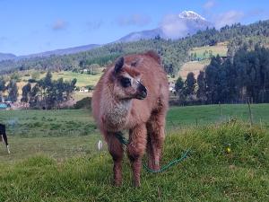 ChasquiCuscungo Cotopaxi Hostel & Lodge的一只棕色的牛,站在田野上,有水管