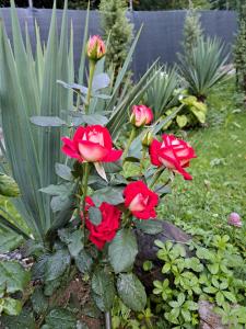 维索科MFN - Šator 1的花园里的红玫瑰