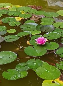 Aubevoyeo tour de l'eau的池塘里一片粉红色的水,上面有绿色的百合花垫