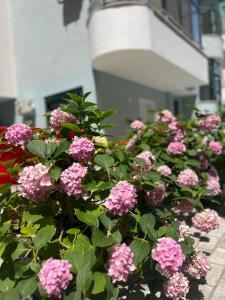 都拉斯Art Studio Apartments Durrës的大楼前的一束粉红色的花