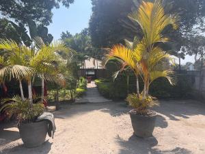 KitweDinner Bell Lodge的两棵棕榈树,在院子里的大锅里