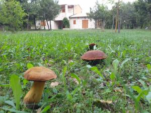 DivšićiVilla Valeria的两个蘑菇在田间,后面有一只猫