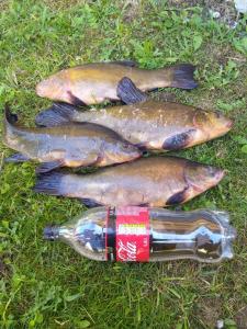 普伦盖A&G SODYBA CAMP žvejų kampelis的三只鱼在草地上放一瓶水