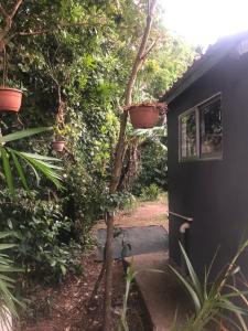 蒙泰韦尔德哥斯达黎加Lissadell Country House的一间黑色房子,旁边是盆栽植物