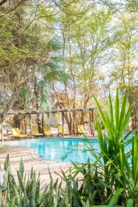NataNata Lodge的游泳池设有黄色椅子和树木