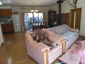 饭田市BANRYU 萬龍 バンリュウ的一只大猫躺在客厅的沙发上